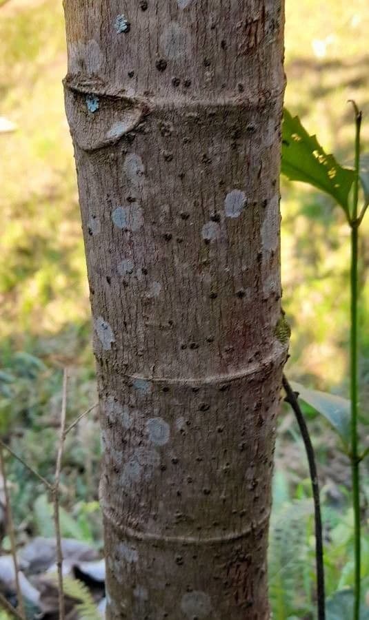 Cecropia pachystachya 8
