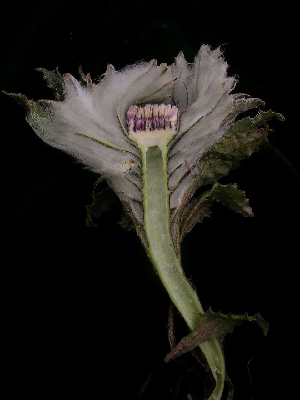 Saussurea 12
