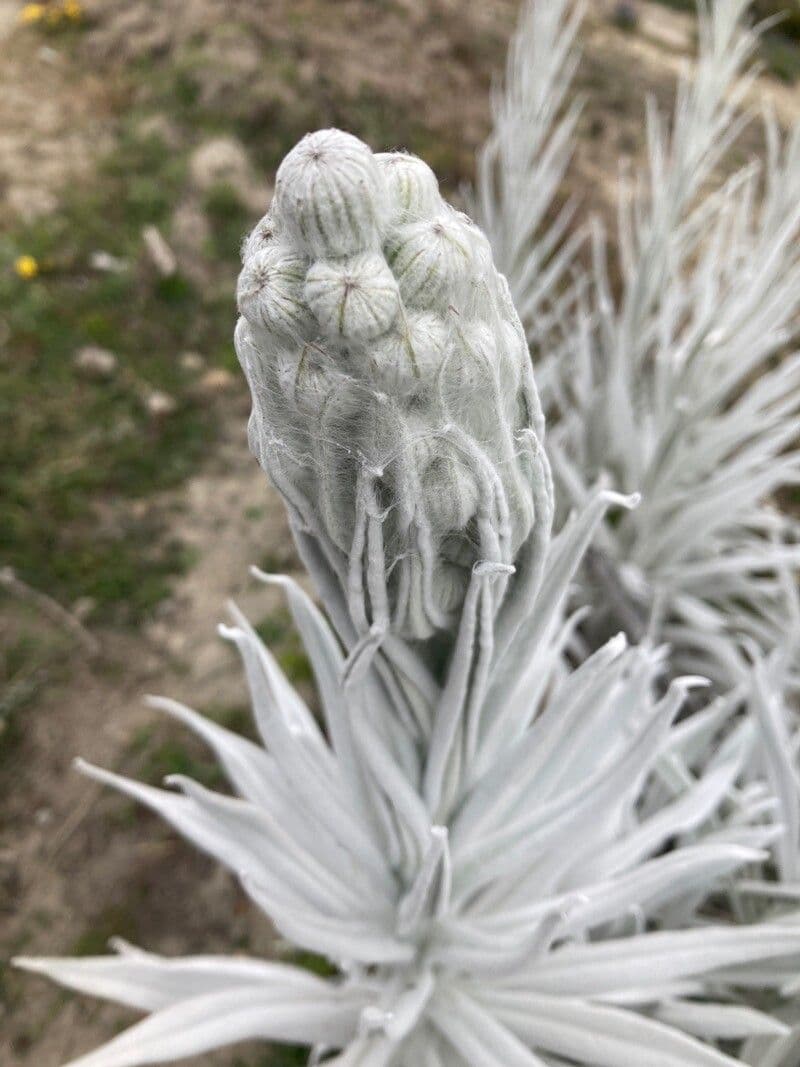 Senecio 7