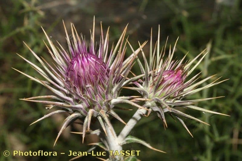 Ptilostemon 4