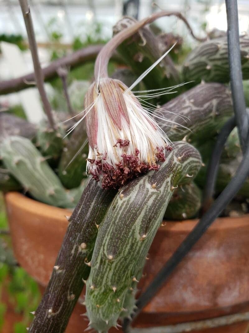 Kleinia
