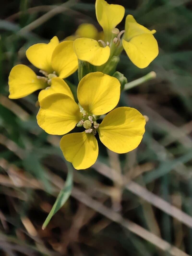 Mauer-Glockenblume