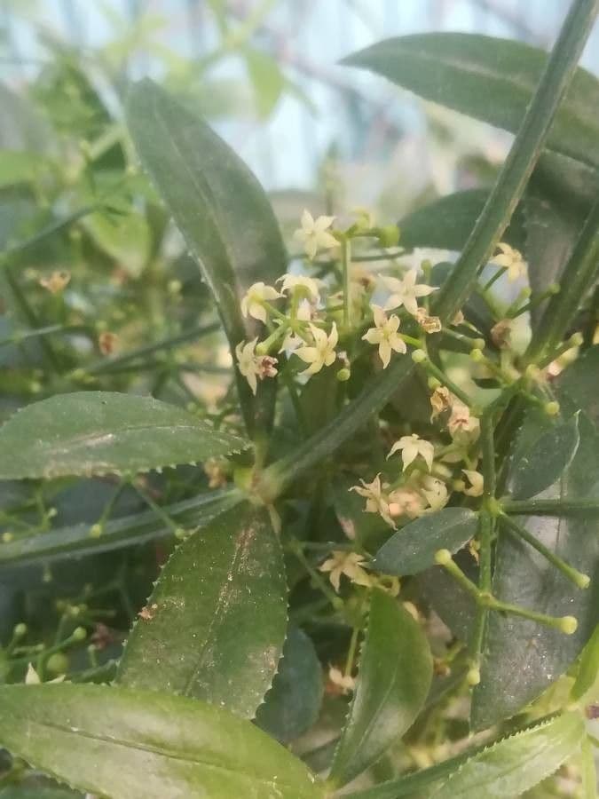 Wild madder 6
