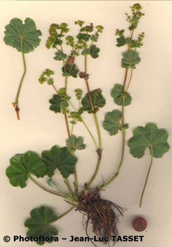Alchemilla 3