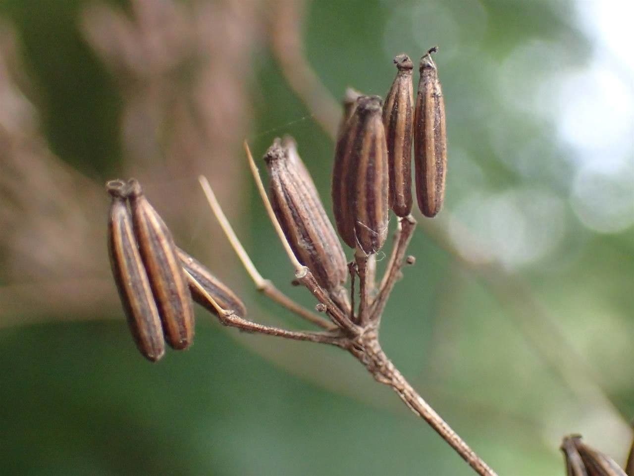 Kerbelrübe 5