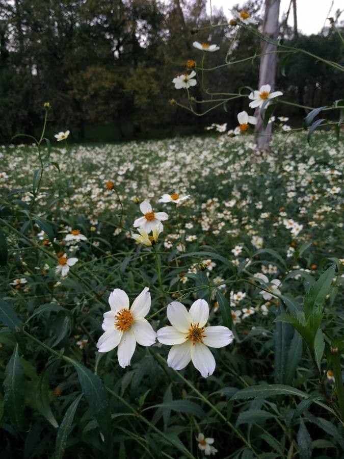Bidens aurea 2
