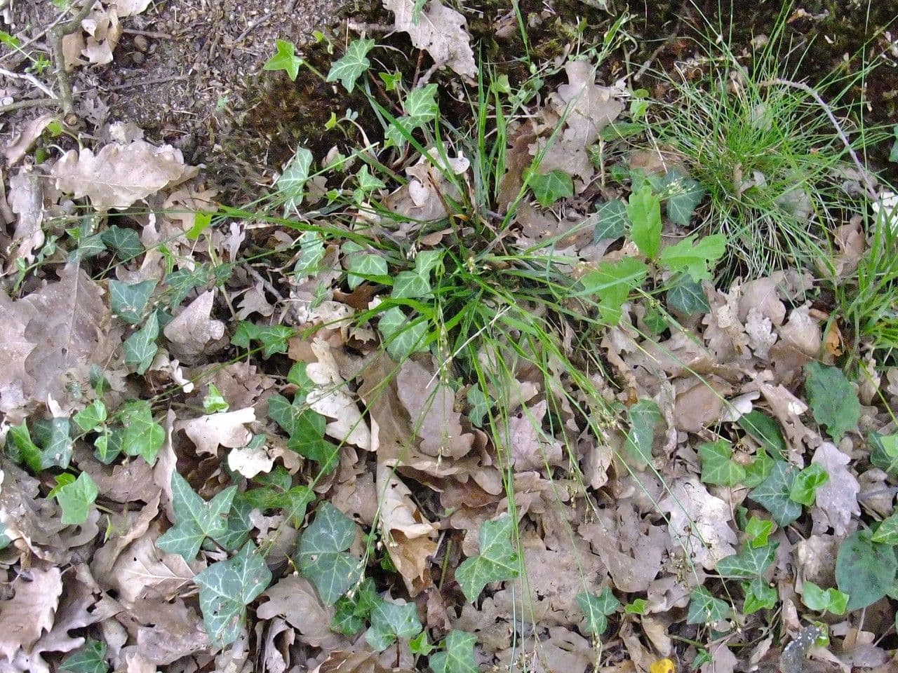 Kosmatka Forstera 14