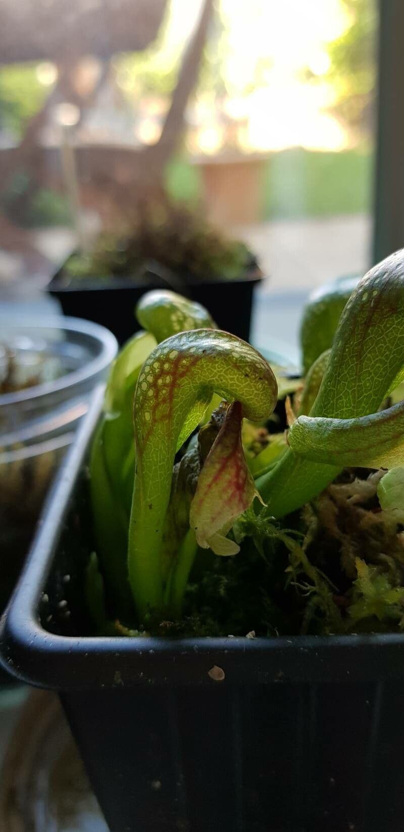 Darlingtonia californica 18