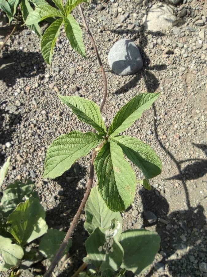 Róża drzewna 16