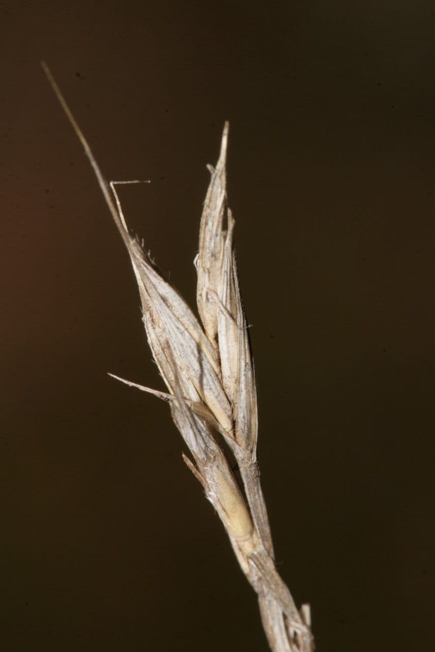 Triguillo