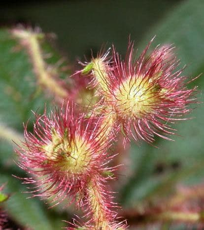 Miconia 2