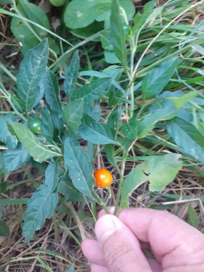 Solanum hindsianum 19