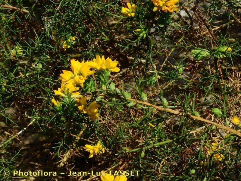 Felsen-Ginster 6