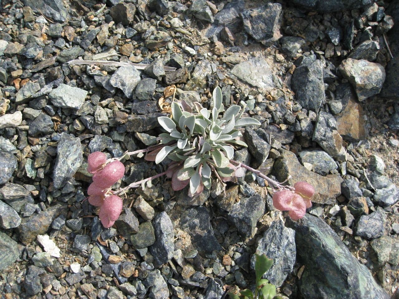 Physaria