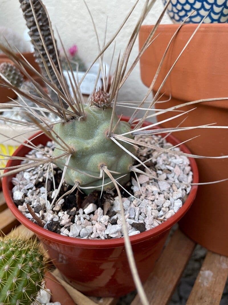 Tephrocactus 10