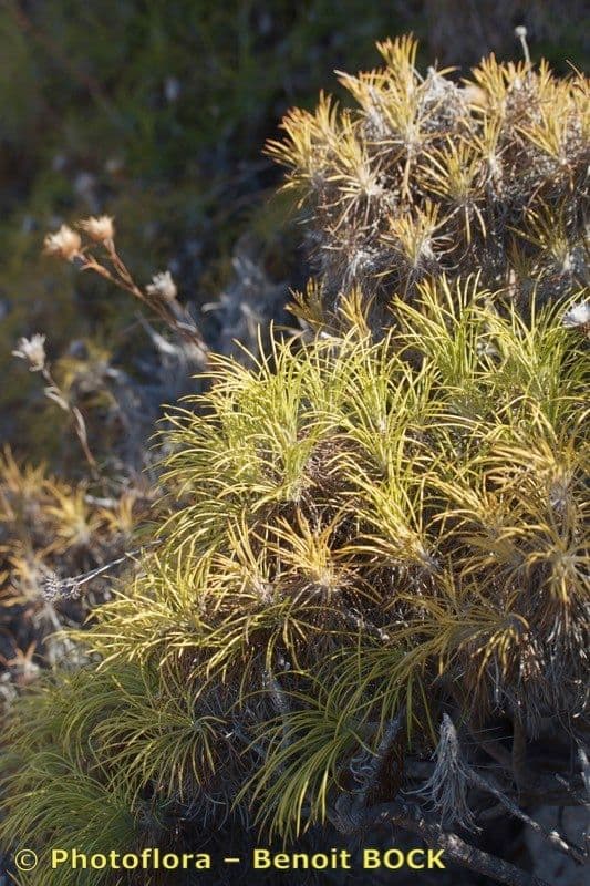Ptilostemon chamaepeuce 25