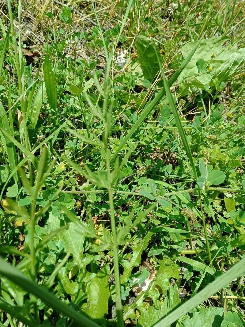 Oenanthe pimpinelloides 18