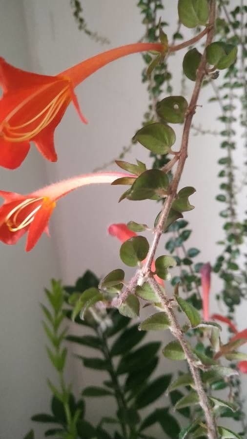 Columnea 4