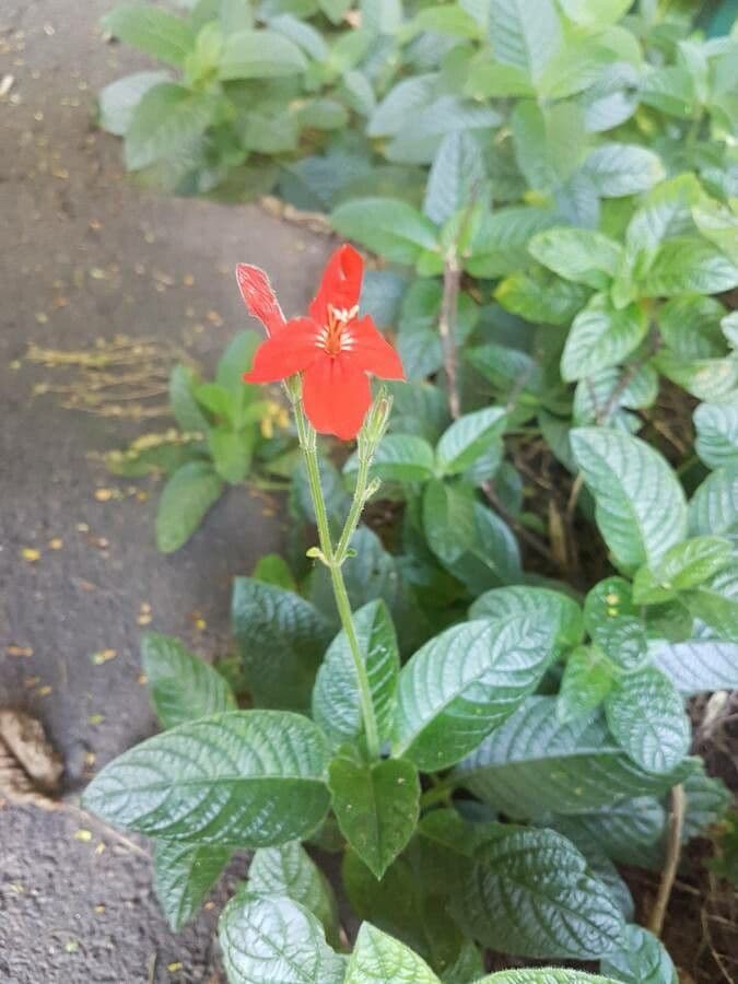 Ruellia elegante 4
