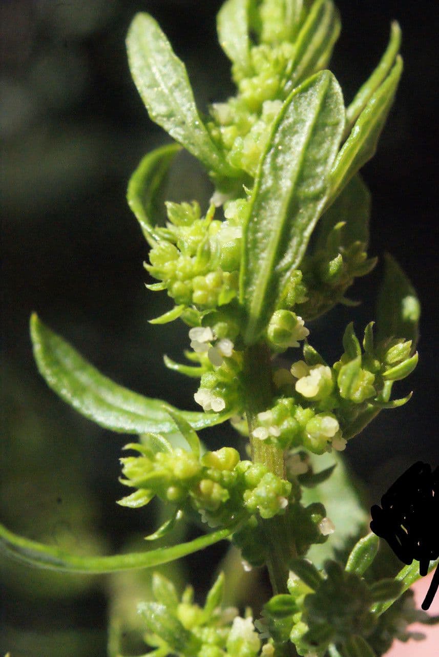 Epazote 29