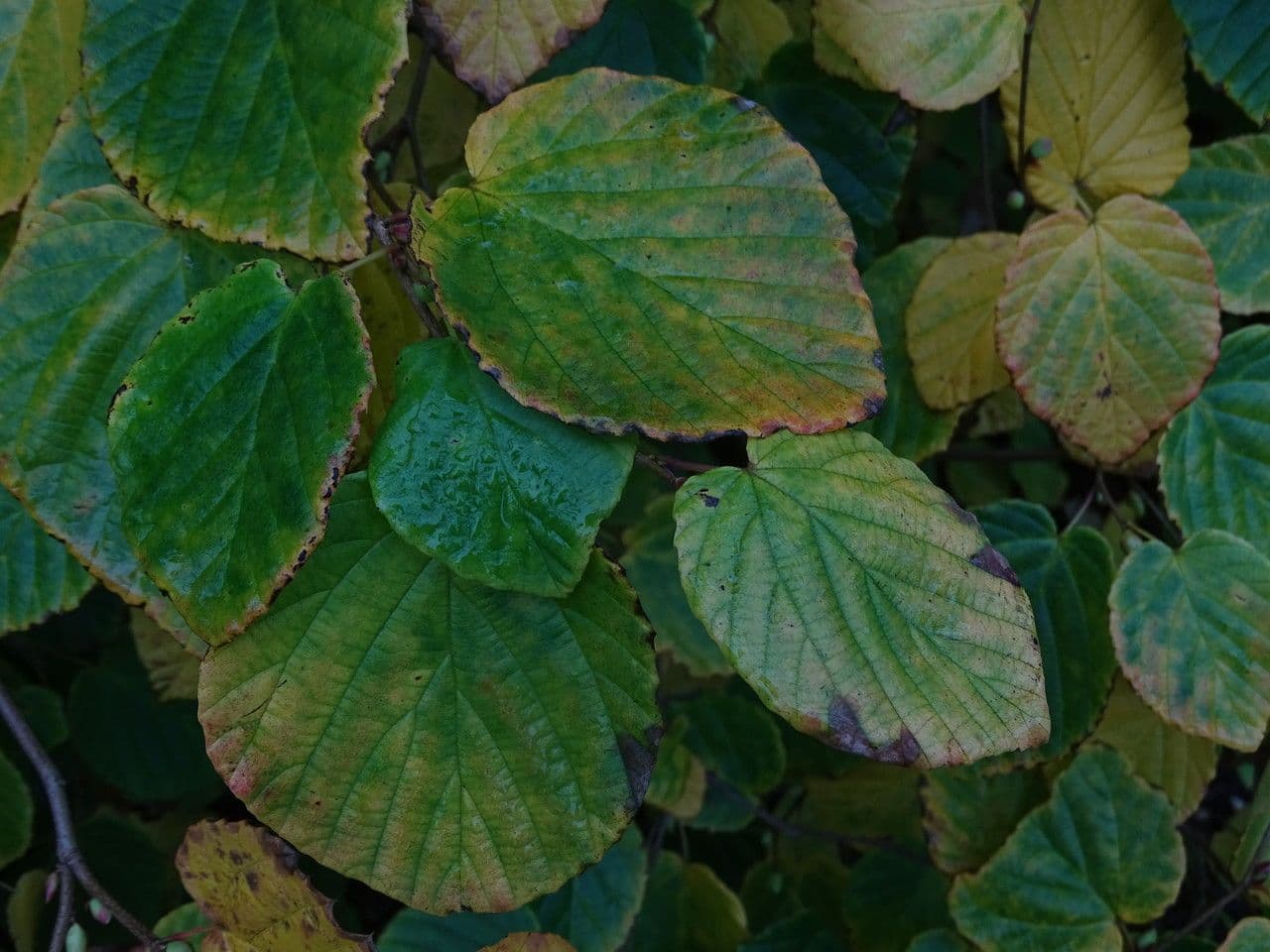 Winterhasel 9