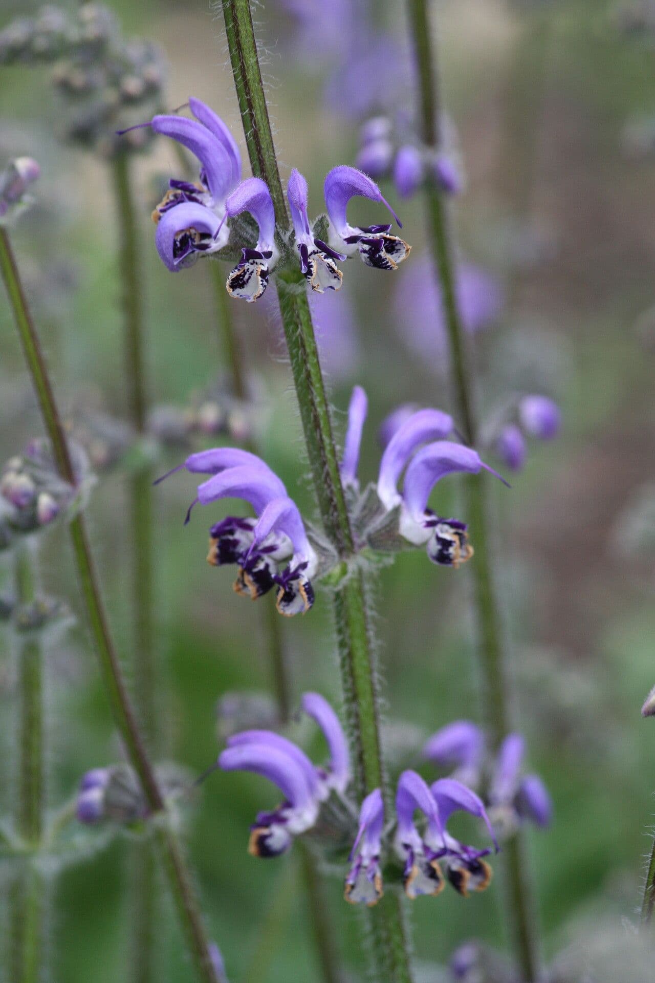 Salvia