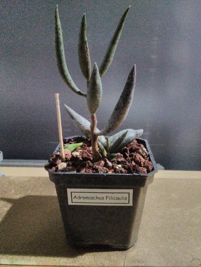 Adromischus