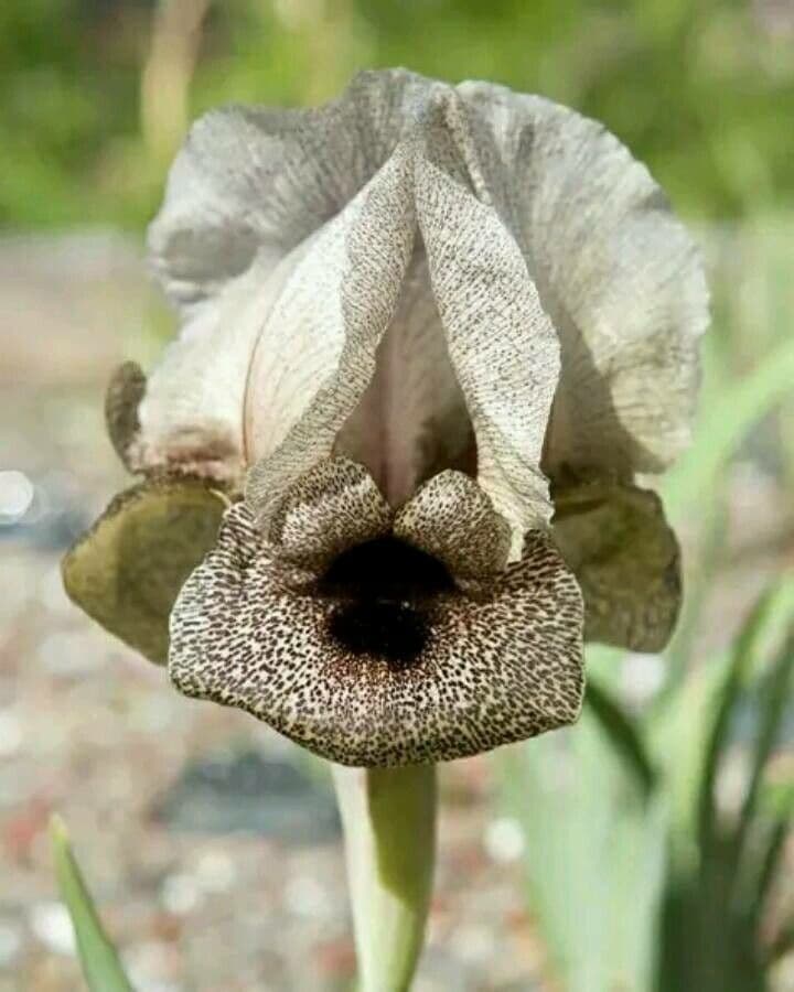 Iris