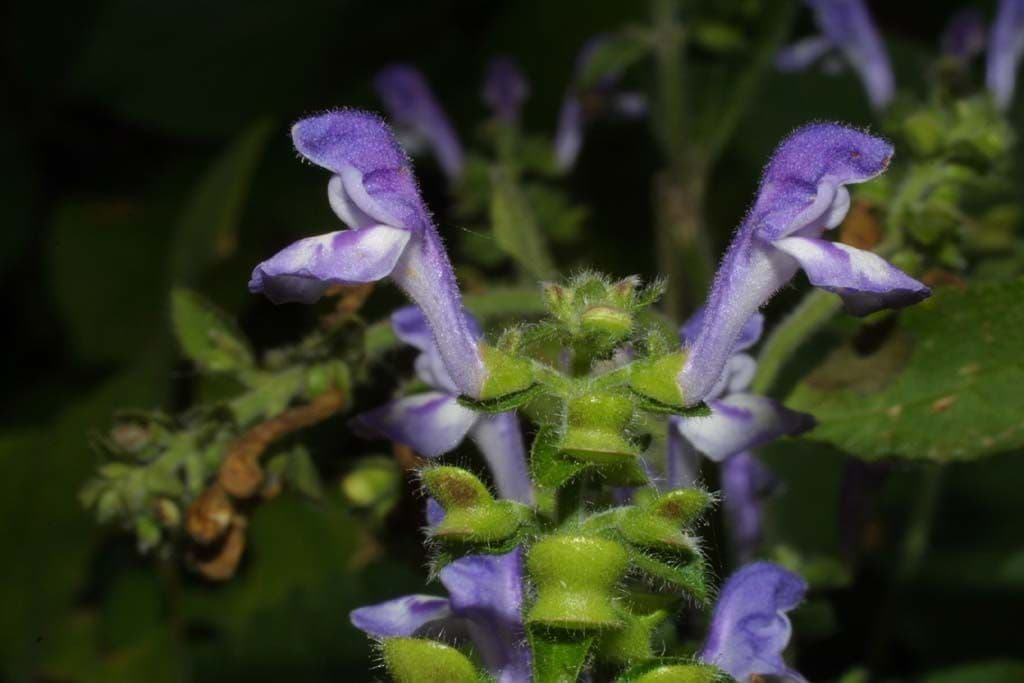Scutellaria ovata 4