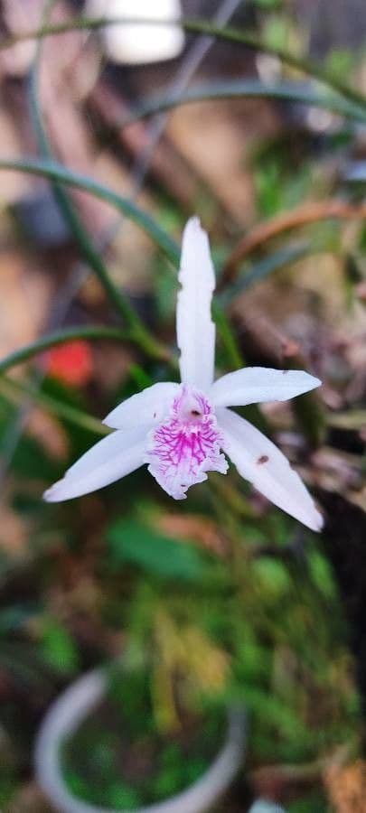 Cattleya 4