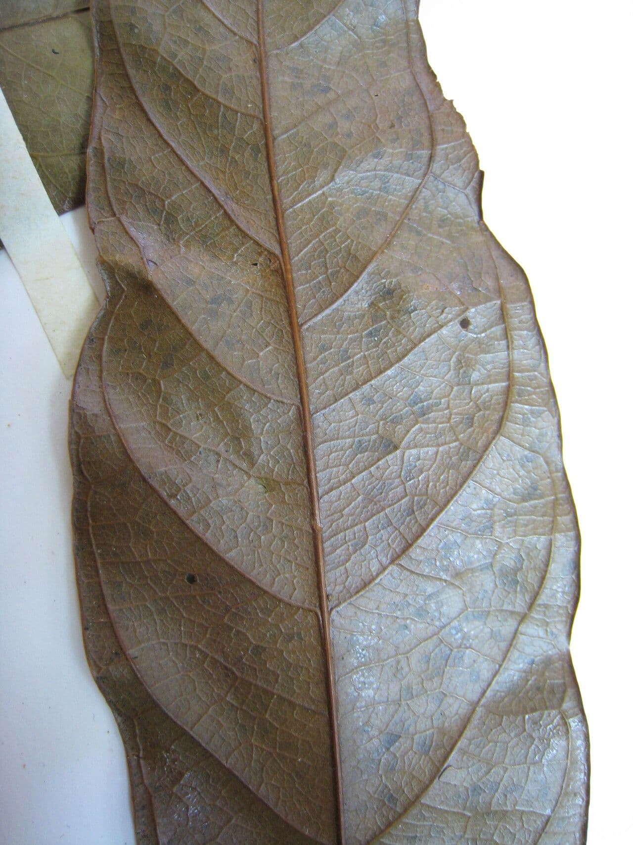 Talisia 3