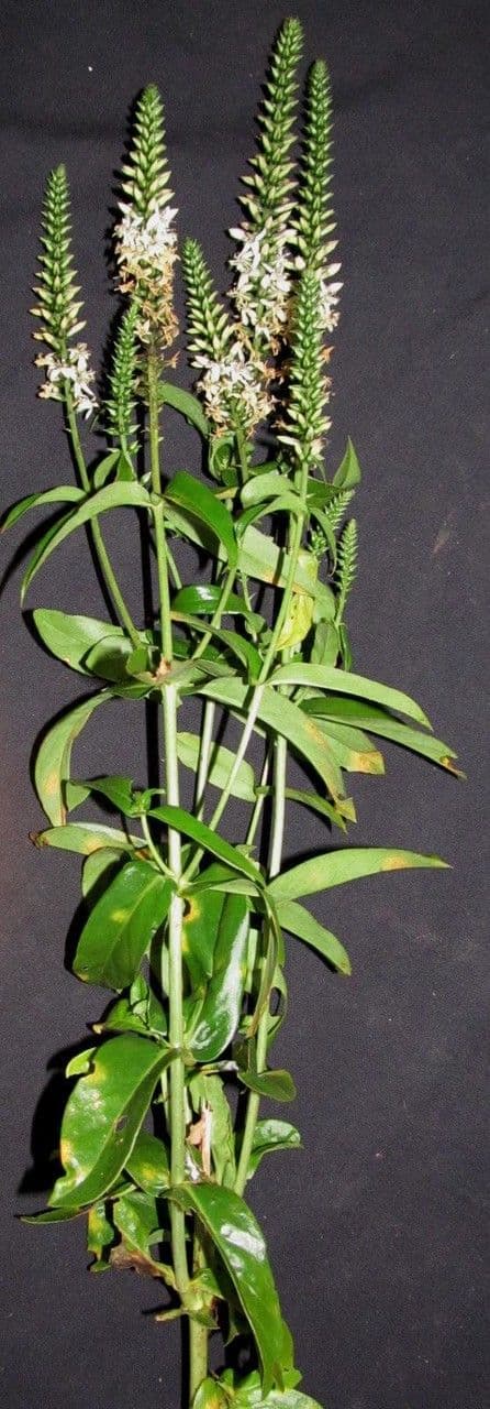 Coutoubea spigata 10