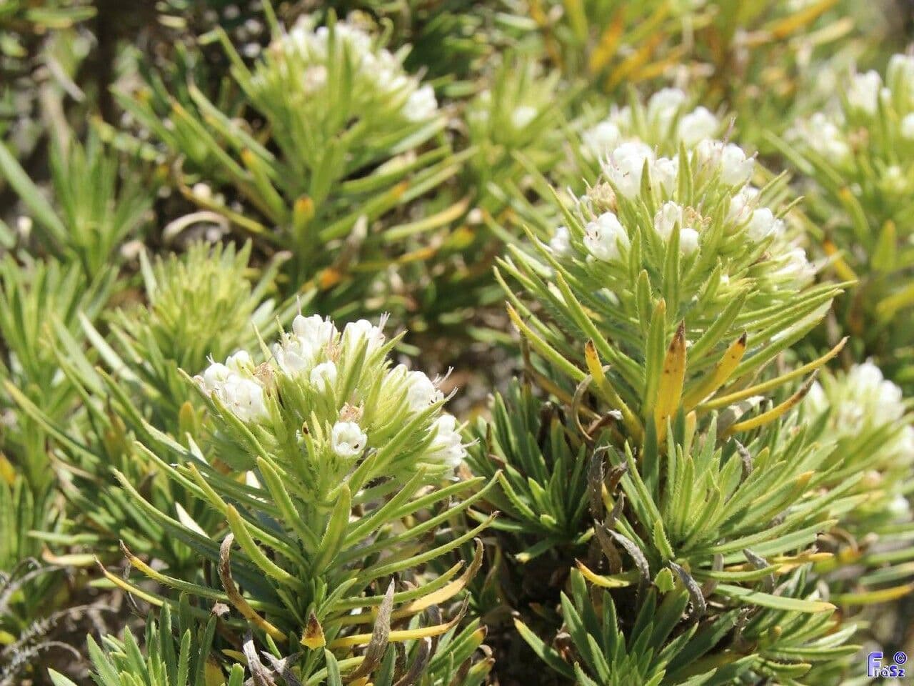 Echium ostny 3