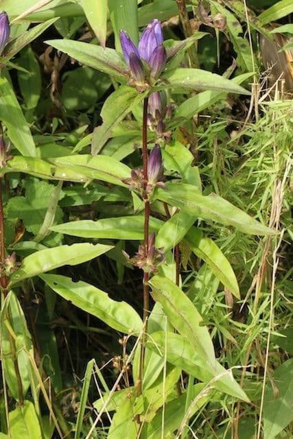 Genziana lineare 10
