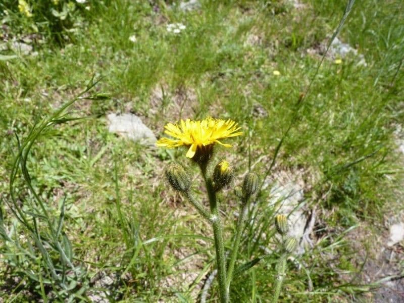 Willemetia stipitata 8
