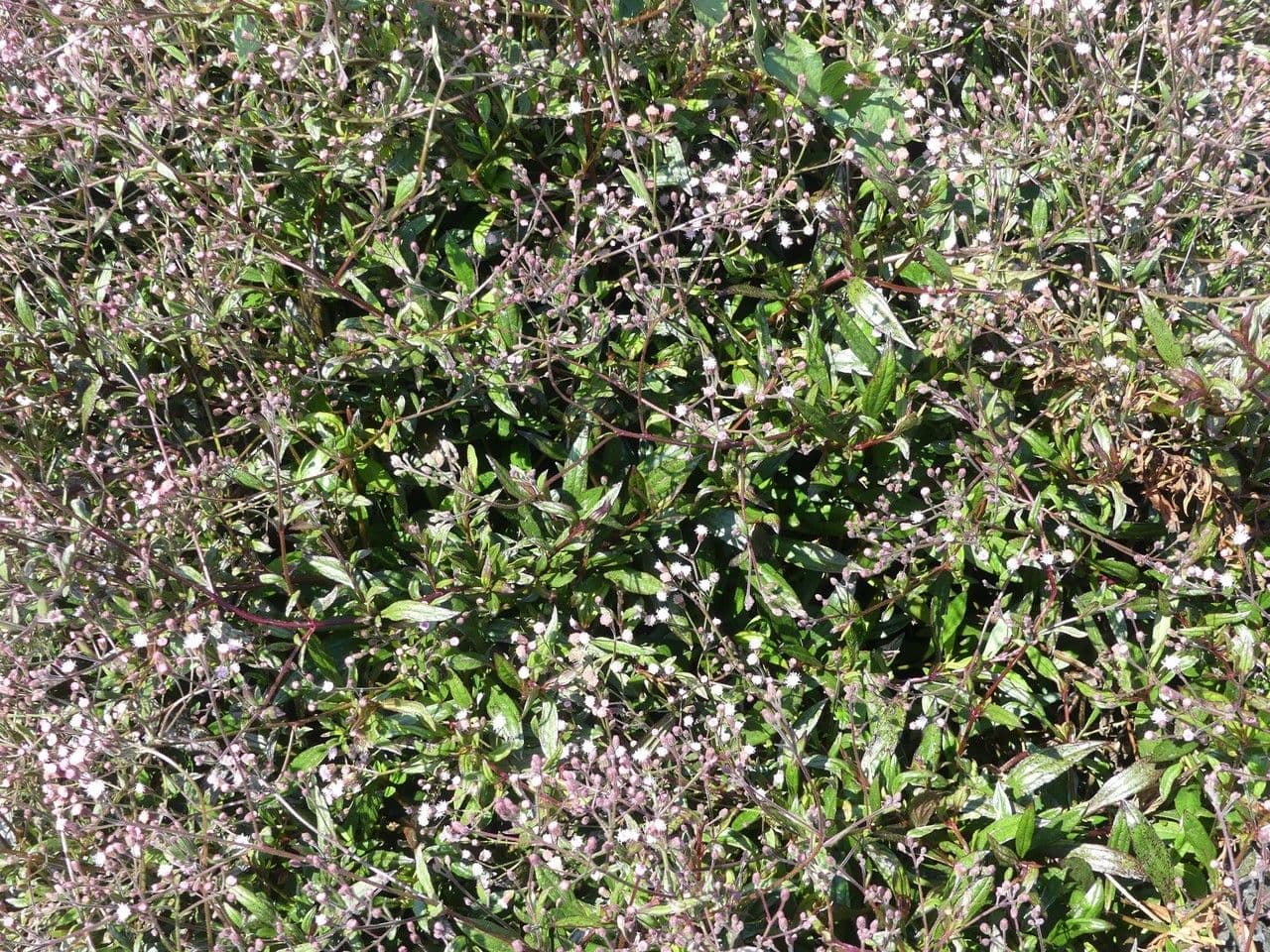 Ayapana triplinervis 8