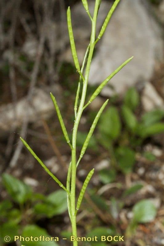 Arabis ciliata 23