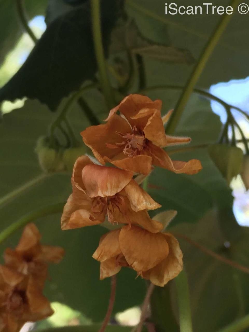 Dombeya burgessiae 4