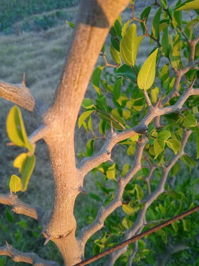 Celtis 17