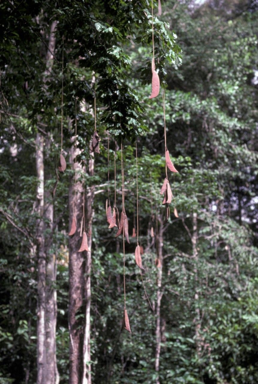 Eperua