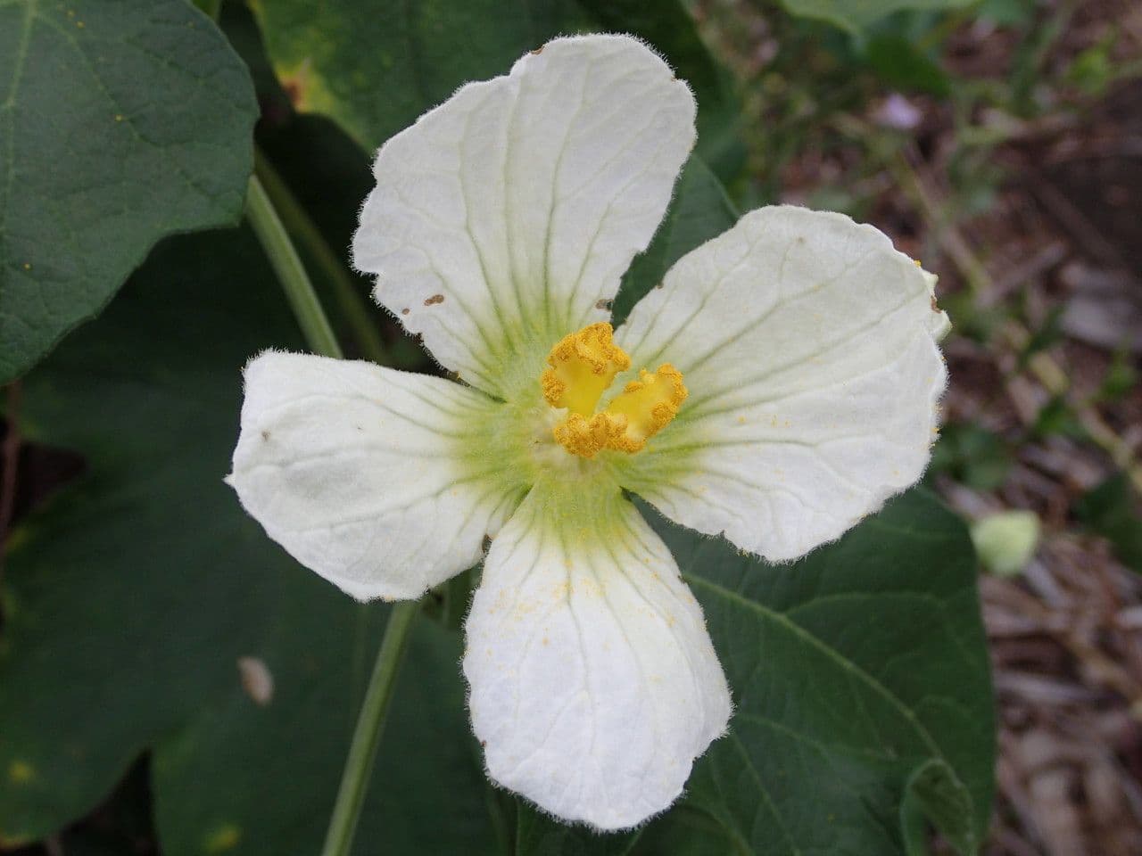 Zucca selvatica 7