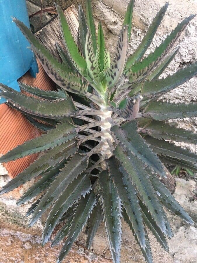 Kalanchoe 10