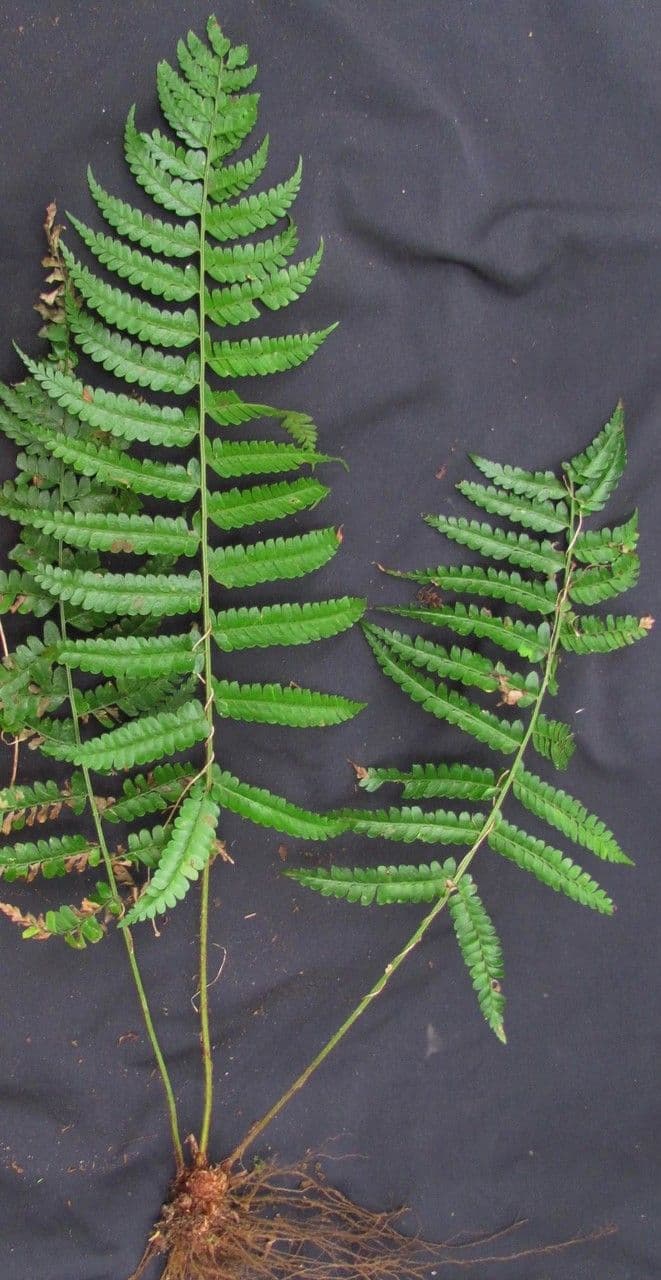 Polystichum platyphyllum 3
