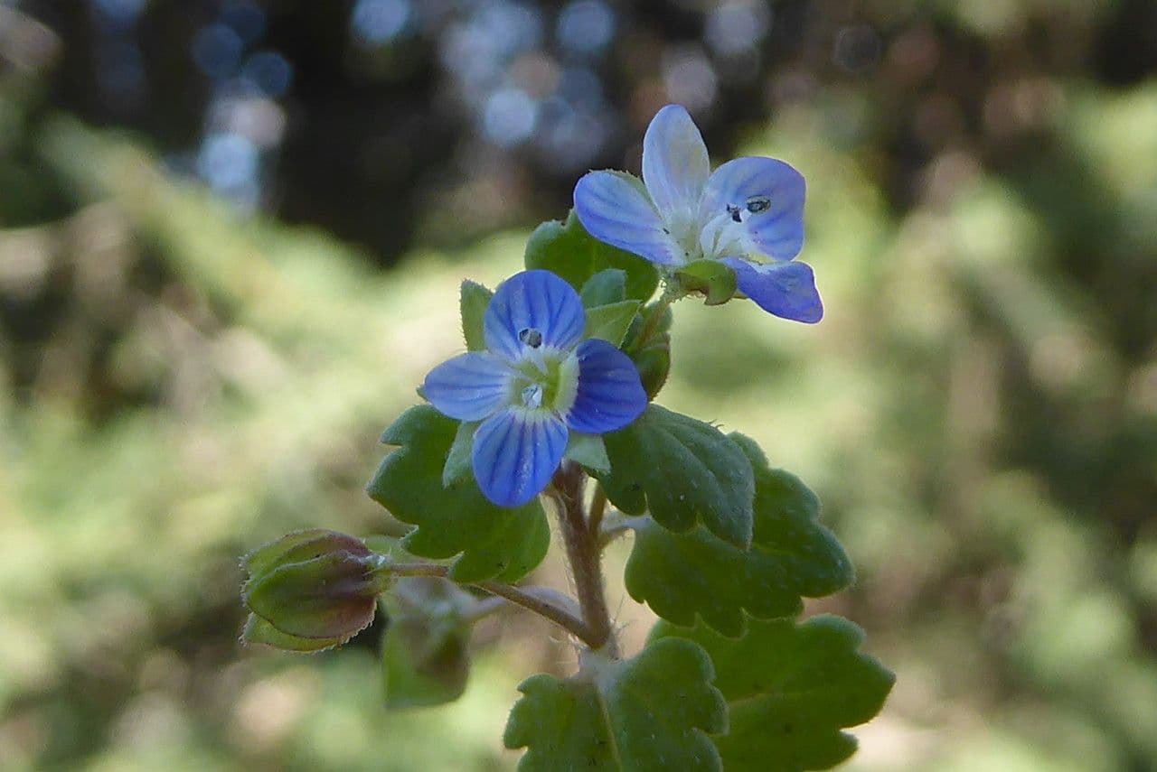 Veronica lucida 8