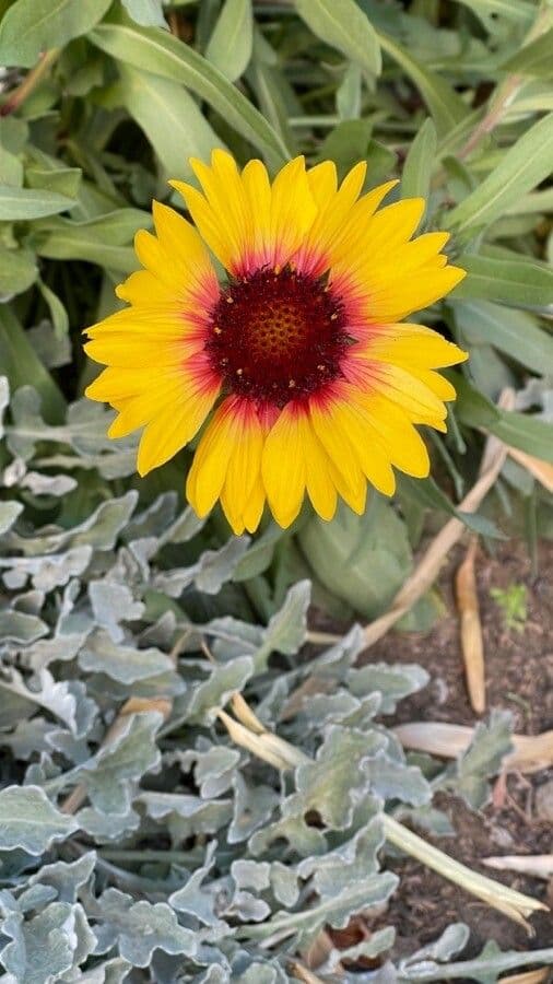 Gaillardia 7
