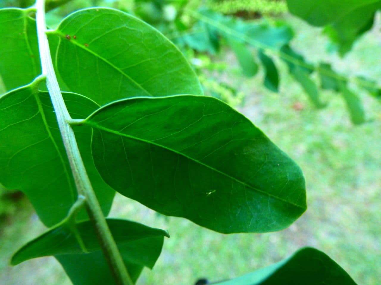 Korallenbaum 18