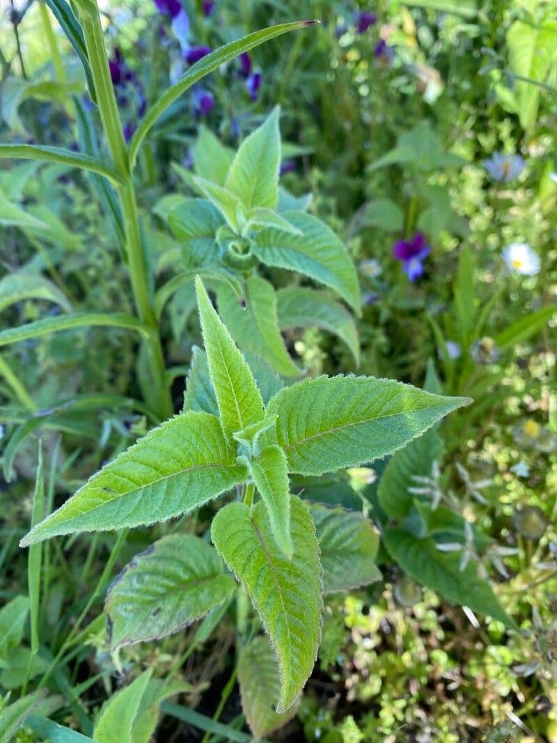 Monarda didyma 18