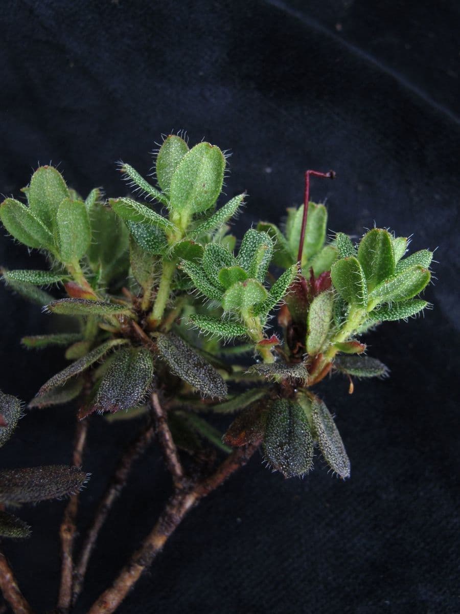 Rododendro setoso 11