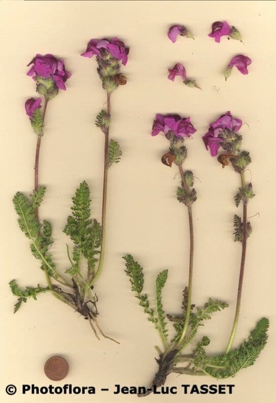 Pedicularis cenisia 6