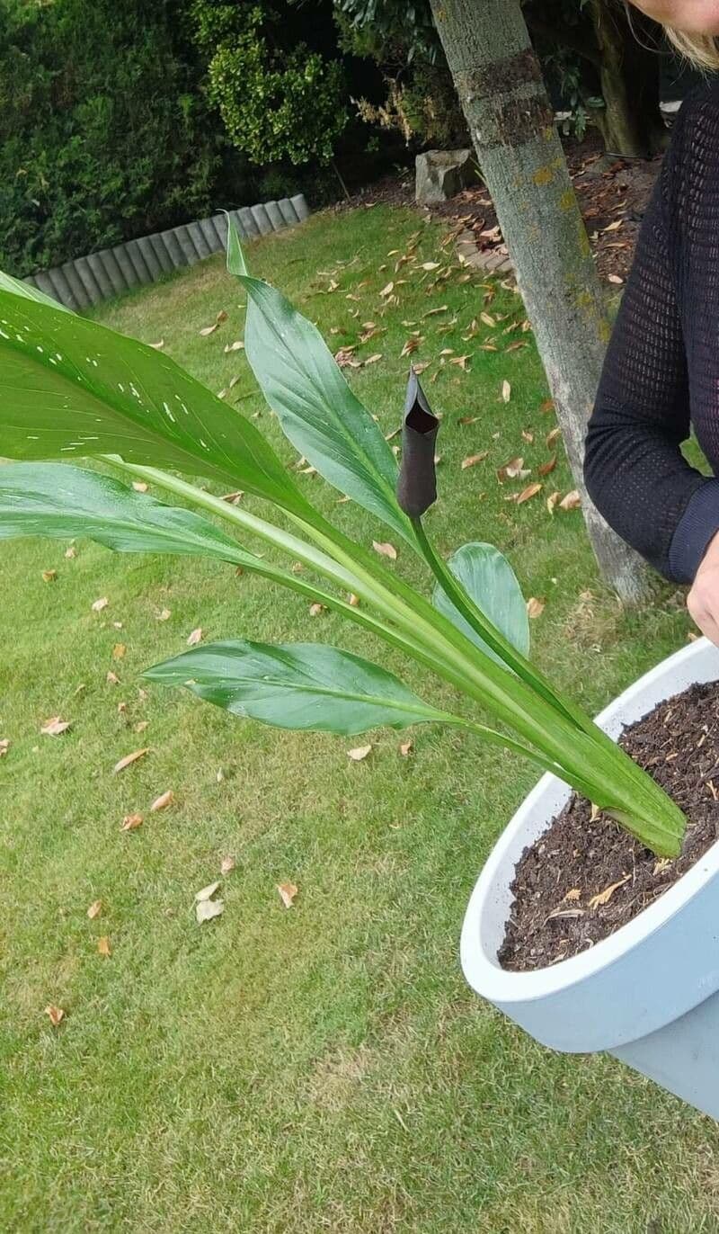 Calla 12